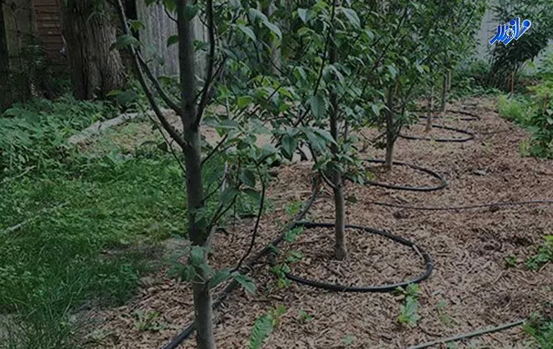 نوار تیپ درختان میوه 